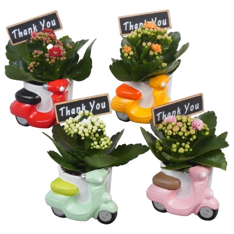 <h4>PTBTS1818 Arrangementen kamerplanten</h4>