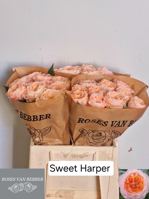 <h4>R GR SWEET HARPER!</h4>