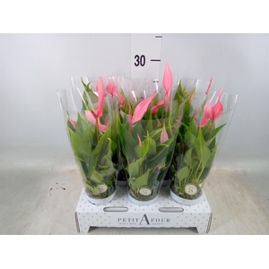 Anthurium andr. 'Lilli'