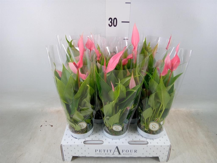 <h4>Anthurium andr. 'Lilli'</h4>