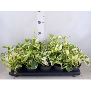 Epipremnum pinn. 'NJoy'
