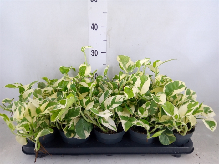 <h4>Epipremnum pinn. 'NJoy'</h4>
