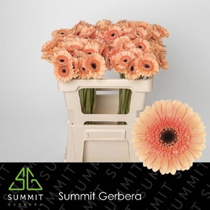 GE MI COOKIE N CREAM