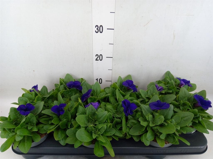 <h4>Petunia   ...</h4>