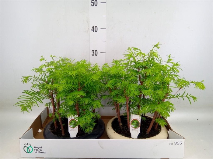 <h4>Bonsai   ...</h4>