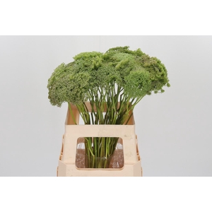 Ammi Majus Visnaga Zaad