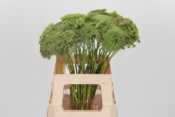 <h4>Ammi Majus Visnaga Zaad</h4>