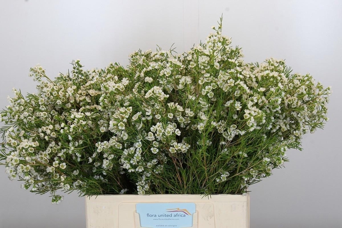 <h4>CHAME GRACE</h4>