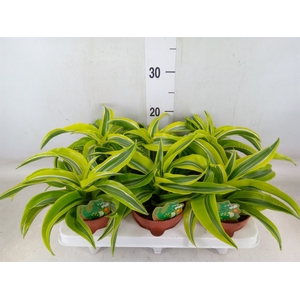 Dracaena frag. 'Lemon Surprise'