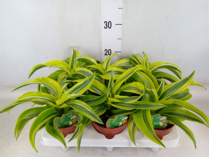 <h4>Dracaena frag. 'Lemon Surprise'</h4>