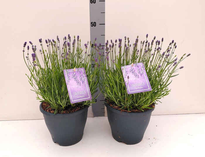 <h4>Lavandula angus. 'Essence Pure'</h4>