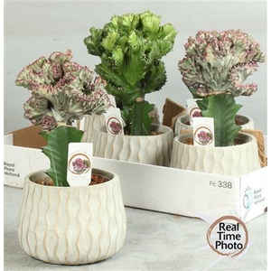 Euphor Gem In Deco Pot