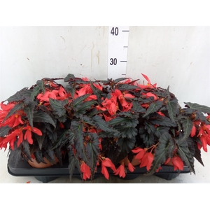 Begonia boliv. 'Encanto Red'