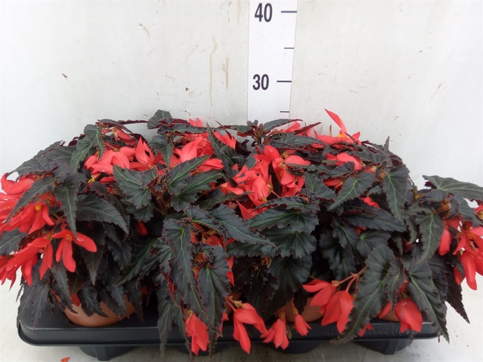 <h4>Begonia boliv. 'Encanto Red'</h4>