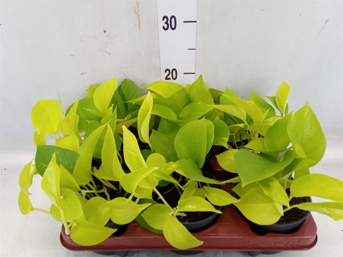 <h4>Epipremnum pinn. 'Golden Pothos'</h4>