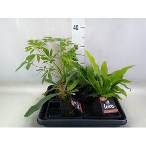 Arr.   Kamerplant Groen H%