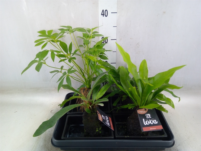 <h4>Arr.   Kamerplant Groen H%</h4>