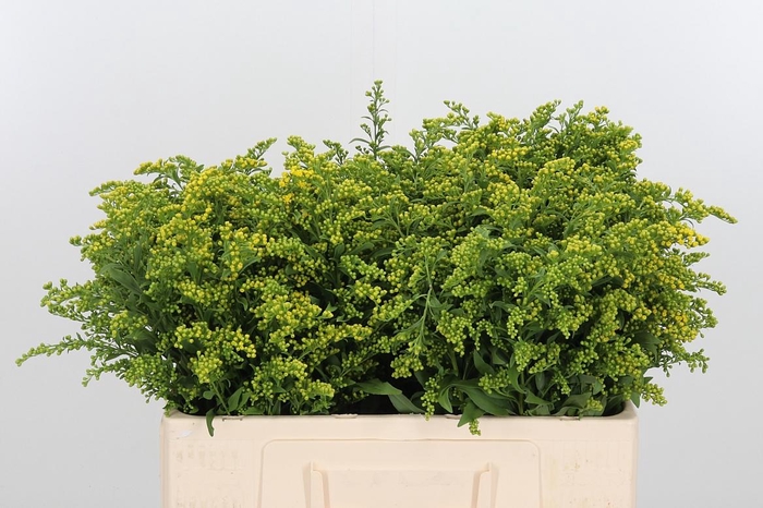 <h4>Soli Carzan Glory</h4>