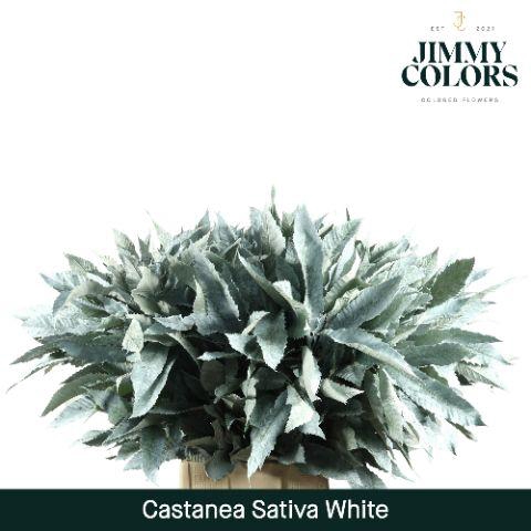 <h4>Castanea sativa L80 White</h4>
