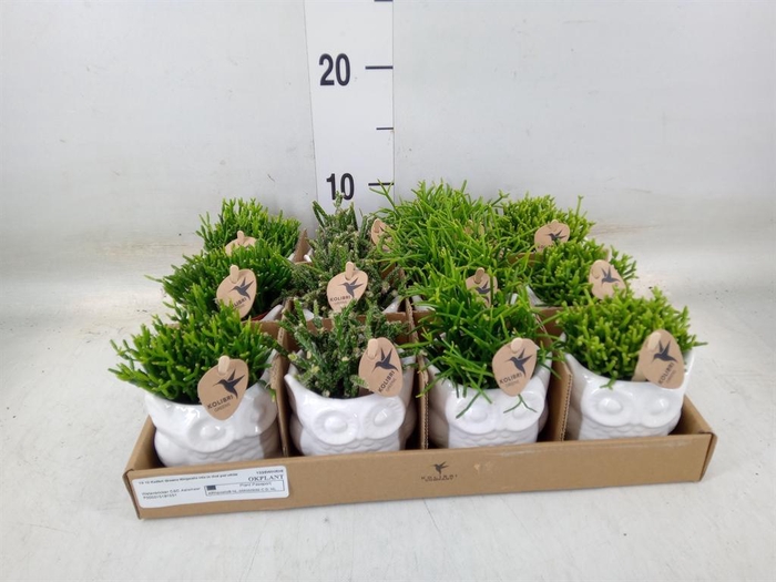 <h4>Rhipsalis   ...mix</h4>