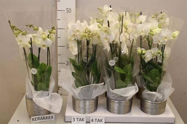 <h4>ARR PHAL MT</h4>