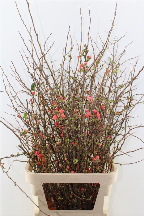 <h4>Chaenomeles Superba</h4>