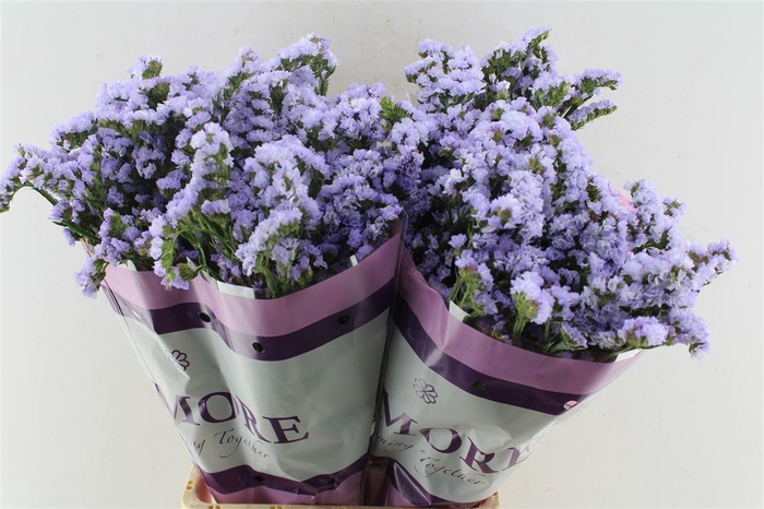 <h4>Lim S Donau Birds</h4>