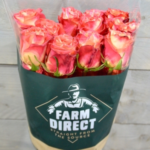 R Gr Contrast Garden