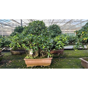 Ficus retusa, pot 49cm. Height 85cm.( single item)