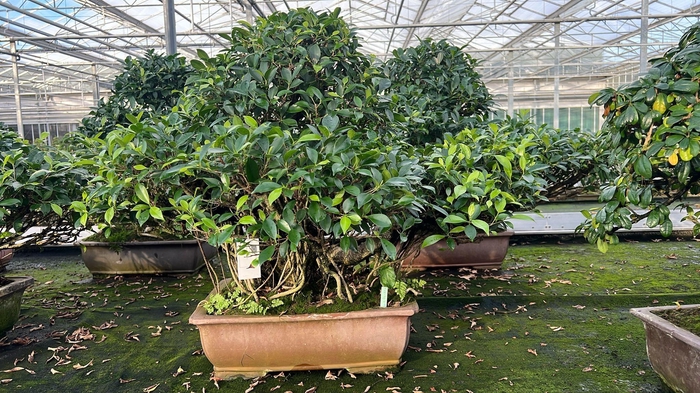 <h4>Ficus retusa, pot 49cm. Height 85cm.( single item)</h4>
