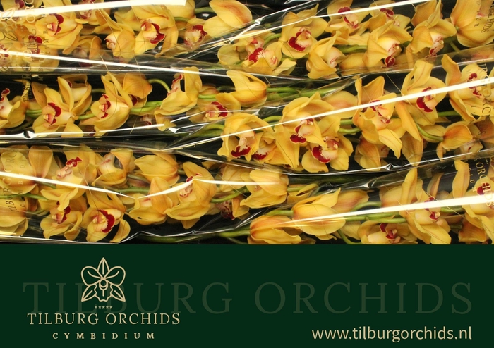 <h4>CYMB T SIMBA</h4>