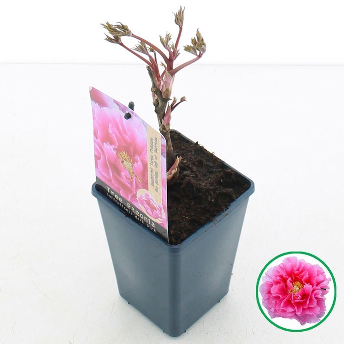 <h4>Paeonia suffruticosa donker Roze C1.5 (15cm.)</h4>