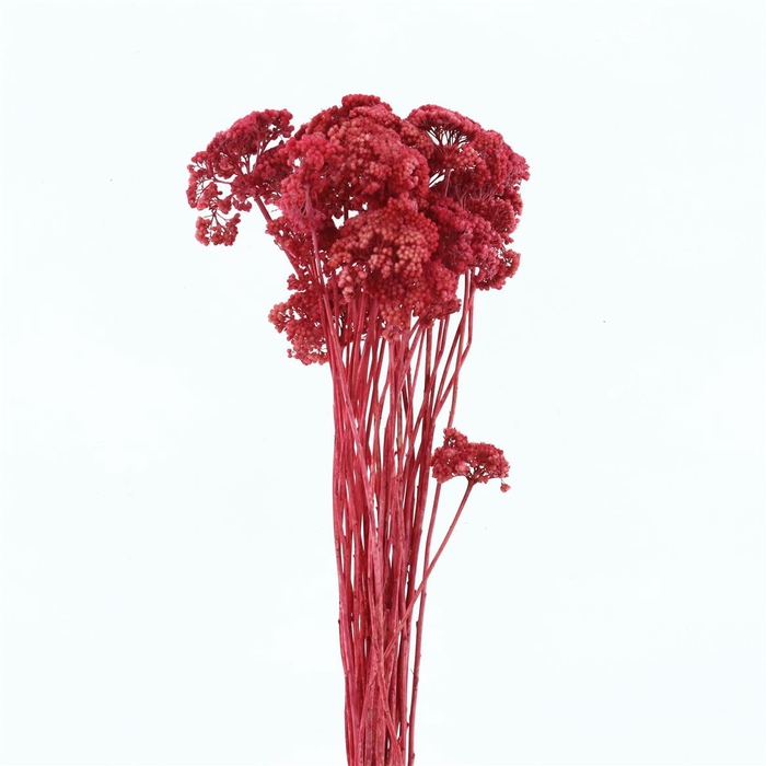 <h4>Dried Achillea Pastel Cerise</h4>