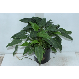 PHILODENDRON XANADU P17