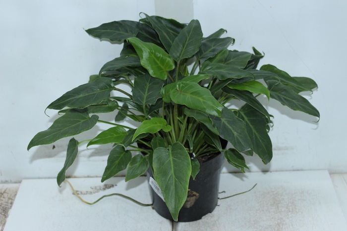 <h4>PHILODENDRON XANADU P17</h4>