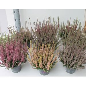 Calluna Garden Girls overig