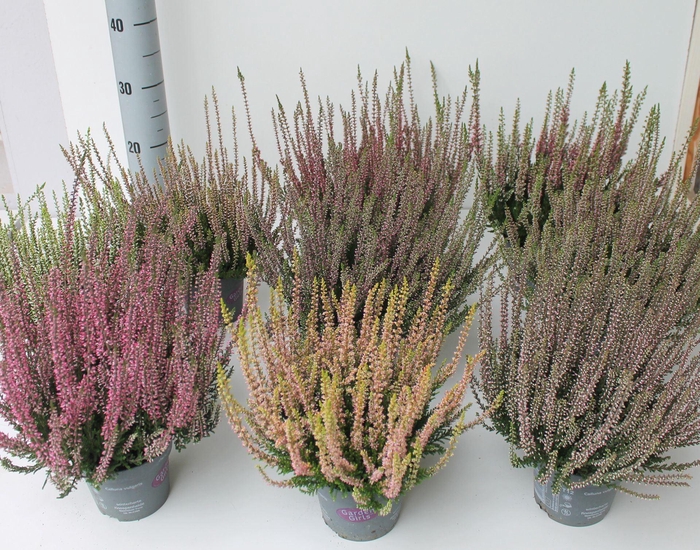 <h4>Calluna Garden Girls overig</h4>