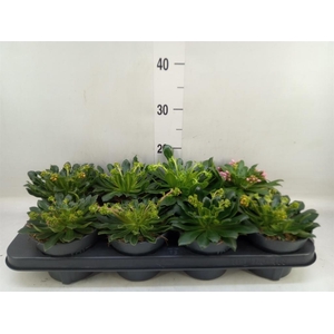 Lewisia  'Mountain Dreams'   ...mix