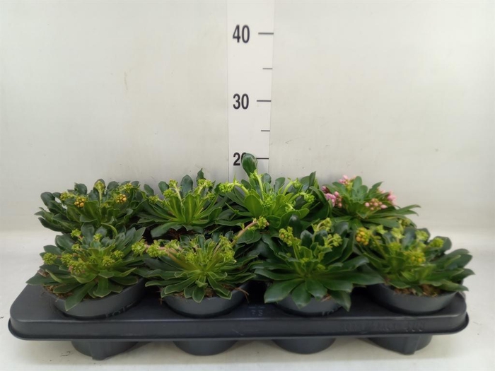 <h4>Lewisia  'Mountain Dreams'   ...mix</h4>