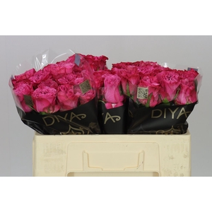 Rosa Gr Country Blues