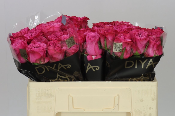 <h4>Rosa Gr Country Blues</h4>