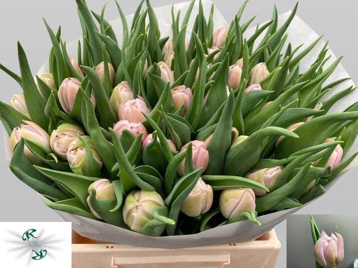 <h4>TU DU SOFT PRICE</h4>