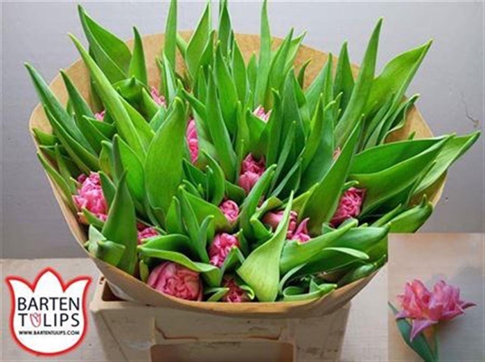 <h4>Tu Du Mama Mia</h4>