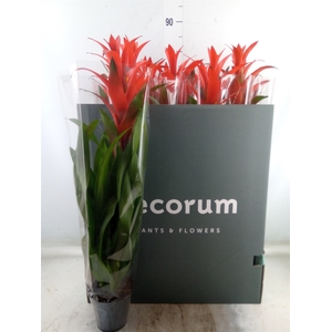 Guzmania  'Ostara'