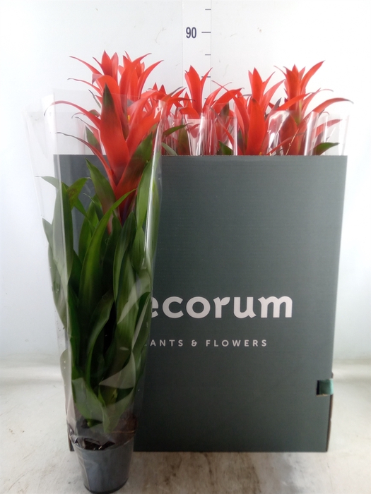 <h4>Guzmania  'Ostara'</h4>
