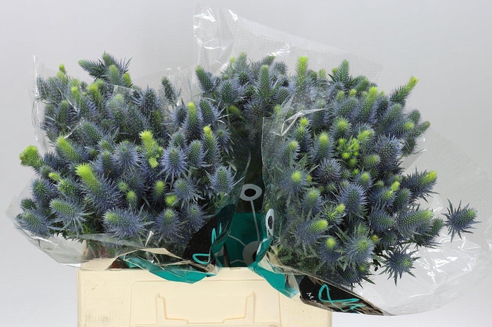 Eryngium Supernova