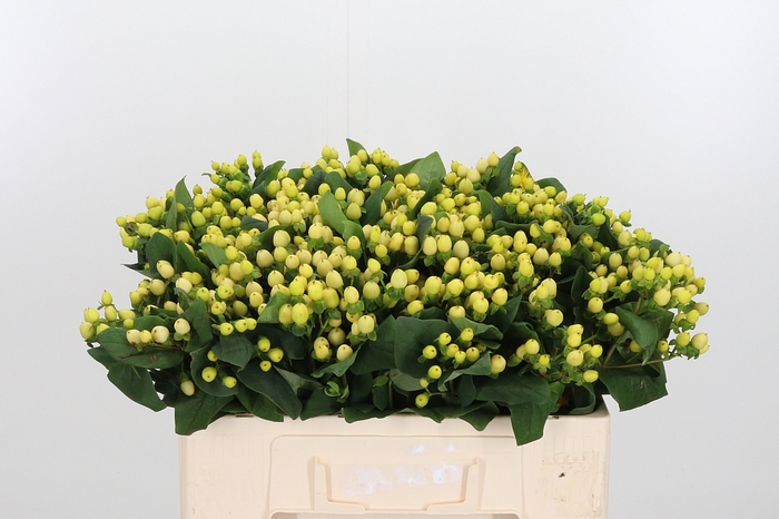 <h4>Hyp Hipster Lime</h4>