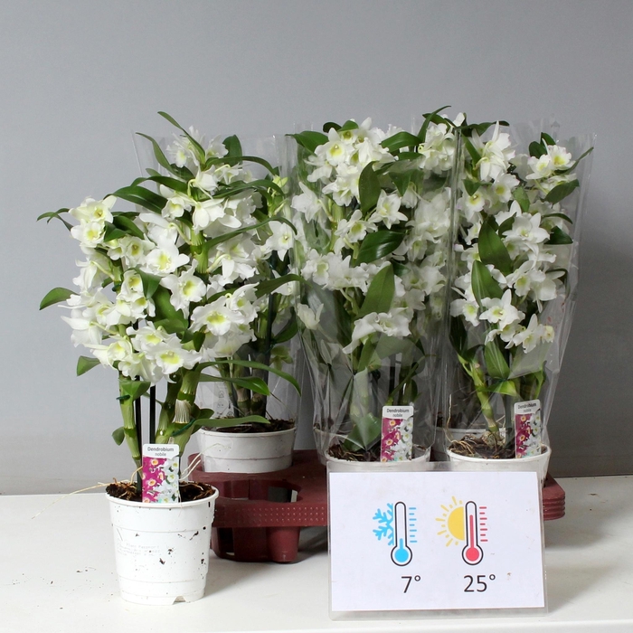 <h4>DENDR N SC APOLLON</h4>