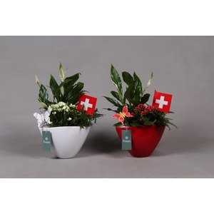 Keramiek pot met arrangement en de vlag van Zwitserland