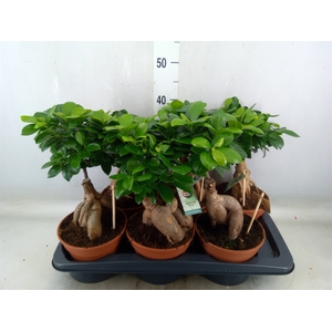 Ficus microcarpa 'Ginseng'